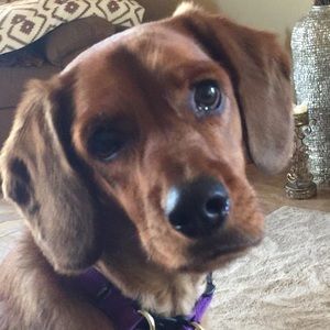 Meet your Posher, Cheyenne